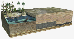 地质学植物化石高清图片