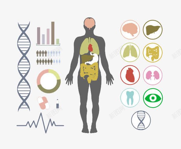 人体构造图器官图png免抠素材_新图网 https://ixintu.com 人体 人体内脏器官 人体构造 内脏 内脏图 器官 心脏 肺部 胃部