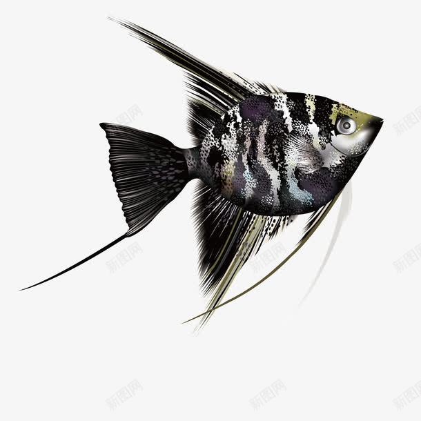 黑色热带鱼png免抠素材_新图网 https://ixintu.com 卡通 彩色 海洋 海洋生物 深海 炫彩 热带鱼 装饰 鱼类 黑色