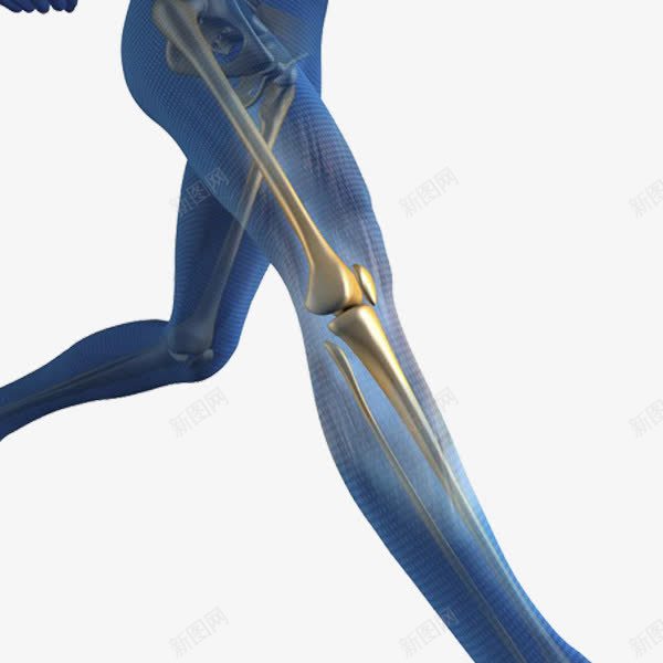 医疗保健png免抠素材_新图网 https://ixintu.com 关节 膝盖 解析图 骨骼