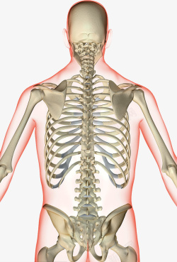 嵴椎细节图用于医学学习的脊椎图高清图片