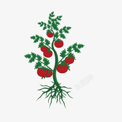 根茎类手绘一颗番茄高清图片