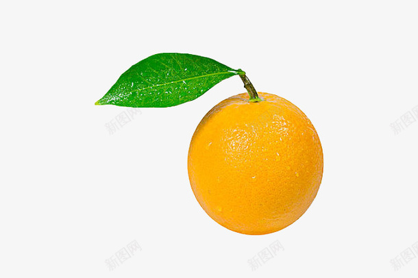 长着叶子的小贡柑png免抠素材_新图网 https://ixintu.com 新鲜 桔子 橘子 橘黄色 水果 维生素C 贡柑