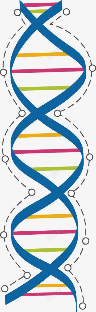 彩色DNApng免抠素材_新图网 https://ixintu.com DNA 分子 化学结构 彩色