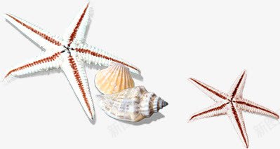 沙滩海星扇贝海螺png免抠素材_新图网 https://ixintu.com 扇贝 沙滩 海星 海螺