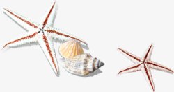 沙滩海星扇贝海螺素材
