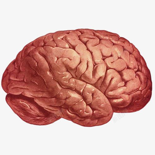 手绘人脑立体图png免抠素材_新图网 https://ixintu.com 人脑 人脑构造 医疗 大脑侧面图 手绘大脑 脑部