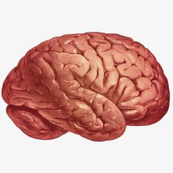 人脑构造手绘人脑立体图高清图片