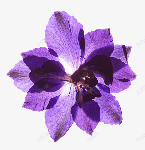 一朵胡姬png免抠素材_新图网 https://ixintu.com 植物 紫色 美丽的鲜花 胡姬花 胡姬花矢量 芬芳 花丛 花朵 花瓣