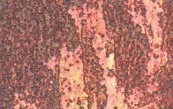 褐色钢材背景红色金属布满斑驳锈迹高清图片