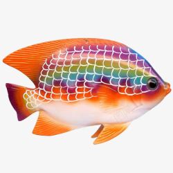 观赏鱼矢量彩虹鱼高清图片