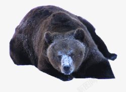 大黑熊狗熊动物素材