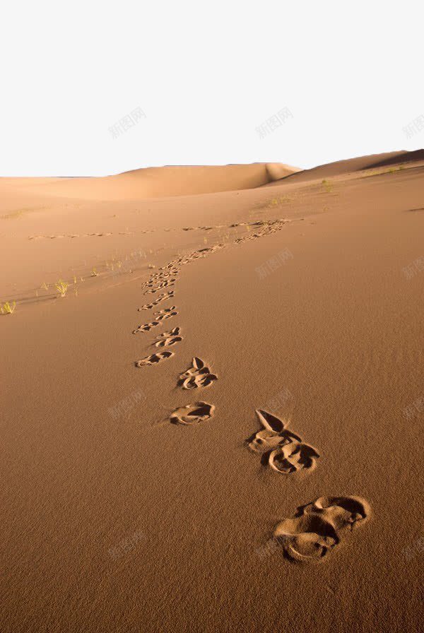 沙漠中的脚印png免抠素材_新图网 https://ixintu.com 地理地貌 戈壁 沙漠 沙漠俯视图 脚印 风景素材 黄色