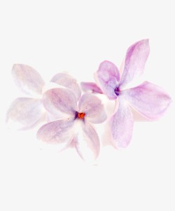 浅粉石斛花南方花卉高清图片