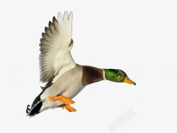 禽类动物在空中展翅高飞的鸭子高清图片