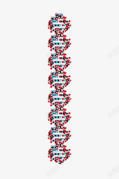DNA结构png免抠素材_新图网 https://ixintu.com 双螺旋结构 基因检测 生物 遗传学