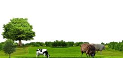 绿色的羊绿色草皮地绿色树高清图片