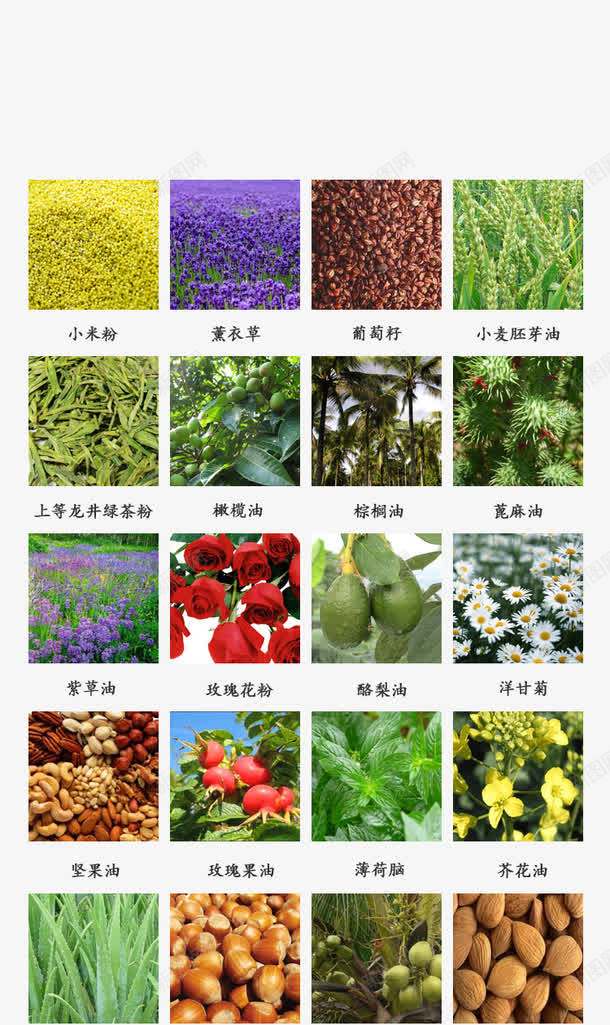 植物png免抠素材_新图网 https://ixintu.com 小米粉 植物名称 橄榄油 玫瑰 菊花 蓖麻油 薰衣草 详情描述成分