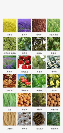 详情描述成分植物高清图片
