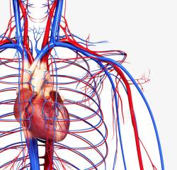心脏血液血液循环医疗高清图片