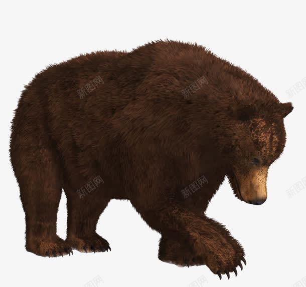 3D鼠绘棕熊png免抠素材_新图网 https://ixintu.com 动物 棕熊 棕色 狗熊 猛兽 鼠绘
