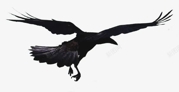 飞翔的乌鸦png免抠素材_新图网 https://ixintu.com 乌鸦 乌鸦飞过 找食物 飞翔 鸟儿