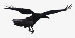 找食物飞翔的乌鸦高清图片