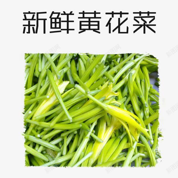 新鲜黄花菜png免抠素材_新图网 https://ixintu.com 忘忧草 新鲜 植物 萱草花 食材 黄花菜