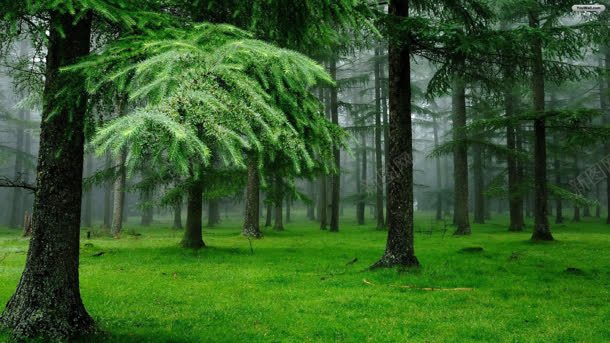 迷雾里的绿色森林jpg设计背景_新图网 https://ixintu.com 森林 绿色 迷雾