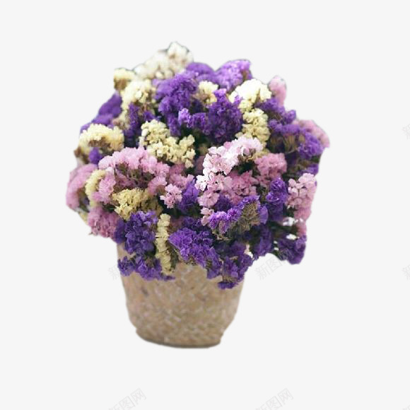 勿忘我花语png免抠素材_新图网 https://ixintu.com 勿忘我 植物 紫色 花卉 花朵