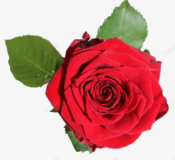 一朵妖艳的红玫瑰png免抠素材_新图网 https://ixintu.com 植物 玫瑰 红玫瑰 自然 花