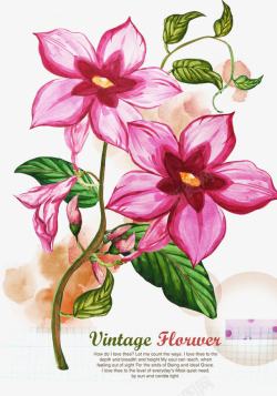 水印花卉手绘紫荆花高清图片