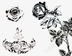蔷薇科手绘玫瑰花高清图片