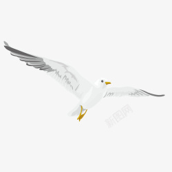 白色禽类大鹏展翅鸥高清图片