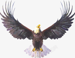 老鹰翅膀手绘立体感美国白头鹰高清图片