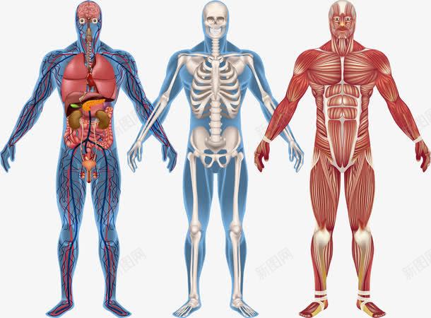 人体解剖图png免抠素材_新图网 https://ixintu.com 人体 人体解剖图 男人 肌肉分布 骨架