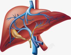 心肝肝脏器官高清图片