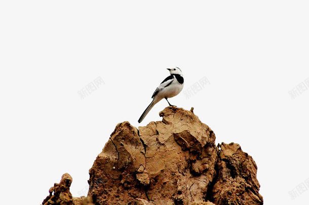 土堆上的小鸟png免抠素材_新图网 https://ixintu.com 动物 土块 土堆 土壤 土石 小鸟