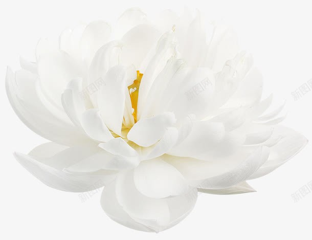 白色牡丹花装饰png免抠素材_新图网 https://ixintu.com 牡丹花 白色 装饰