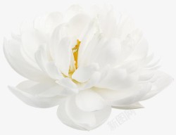 白色牡丹花装饰素材