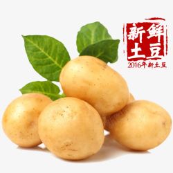 新鲜土豆蔬菜绿叶素材