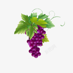 标题栏枝蔓绿叶紫葡萄片高清图片
