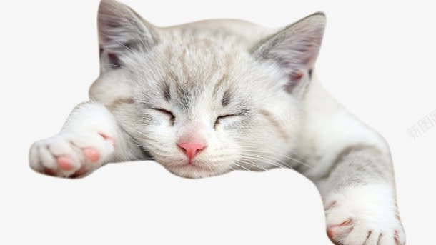 贪婪的猫png免抠素材_新图网 https://ixintu.com 毛绒动物 白色 睡觉