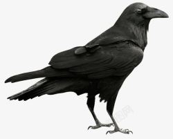 飞过的乌鸦黑色的乌鸦高清图片