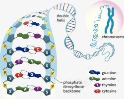 腺嘌呤生物基因奥秘高清图片