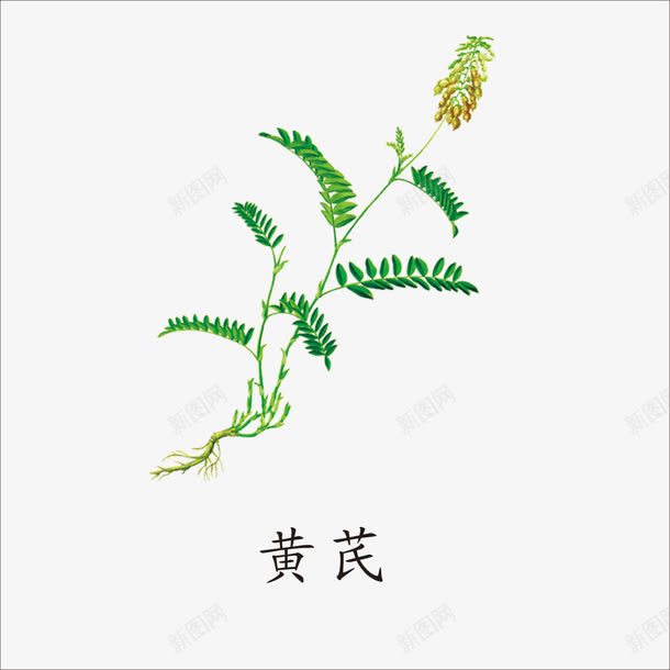 黄芪png免抠素材_新图网 https://ixintu.com 中药 本草纲目 草药 药材