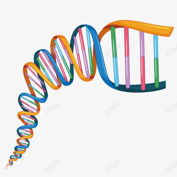连接组png免抠素材_新图网 https://ixintu.com DNA PNG免抠图下载 人体 信息 医疗 遗传学