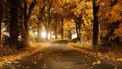 泛黄的树叶秋叶落叶泛黄树叶道路高清图片
