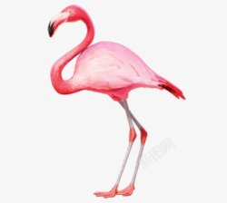 细长腿粉色火烈鸟高清图片