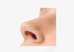 鼻子解析图鼻子鼻孔高清图片